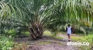 Ikuti Jejak Plasma, Harga TBS Sawit Mitra Swadaya di Riau Dekati Rp 2.700