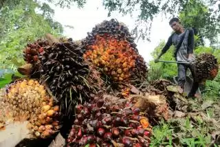 Sudah Tembus Rp 2.763/Kg, Ini Daftar Harga TBS Sawit Mitra Swadaya di Riau
