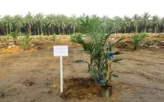 Perkebunan Sawit di Kuansing 243,65 Ribu Hektar, 21 Persen Dikuasai PBS