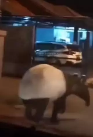 Tapir Masuk Kawasan Perumahan di Pekanbaru, BBKSDA Riau Turunkan Tim