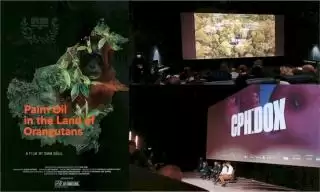 Denmark Film 'Palm Oil in The Land of Orangutans' Satwa dan Sawit Hidup Berdampingan