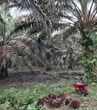Biar Tak Tersandung Hukum Pekebun Sawit Ditegaskan Beli Pupuk Kimia dari Sumber Resmi