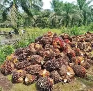 Pekebun Kelapa Sawit Dapat Kabar Bahagia di Musi Rawas di Hari Nan Fitri
