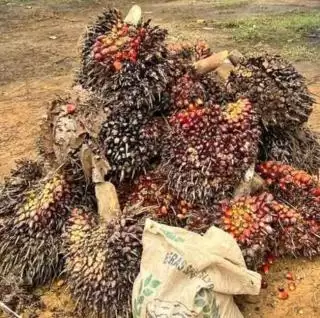 Beda Kualitas, PKS Mesti Bedakan Kualitas TBS Kelapa Sawit Petani dan Ram