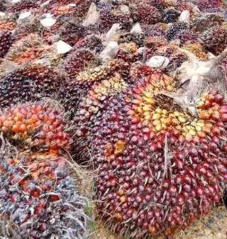 Harga TBS Kelapa Sawit, Juaranya Provinsi Sumbar Daerah Sentra Sawit Lainnya Lewat