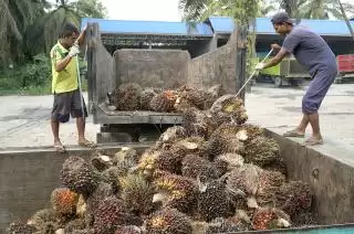 Komoditas Ini Paling Berperan untuk Kenaikan NTP Riau April 2024