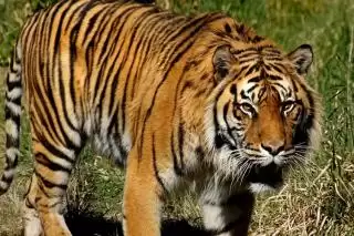 BBKSDA Riau Pasang 5 Camera Trap di Lokasi Serangan Harimau di PT SPA