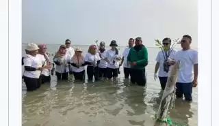 PT EDV Tanam 5.001 Pohon Mangrove di Pesisir Indramayu