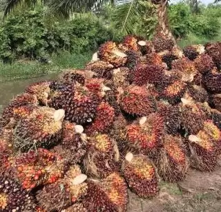 Harga TBS Sawit Naik di Beberapa Daerah Tapi Turun di Riau