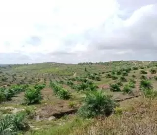 Eksplorasi Peluang dan Potensi Masuk Pasar Indonesia
