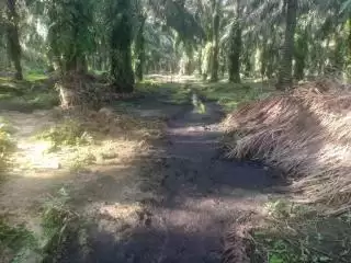 DLH Rohul Dituding 'Ngobyek' Dibalik Pencemaran Limbah Sawit Dua Sungai di Ujung Batu