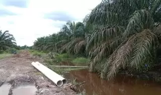 Seluas 15 Ribu Hektar Lahan Kebun Warga Di Kawasan Hutan Segera Dibereskan Tim KLHK