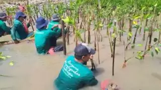 LindungiHutan Tekankan Pelestarian Mangrove di Masa Depan