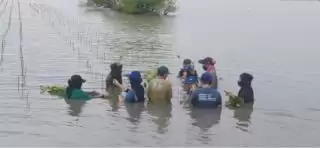 PFI Mega Life bersama LindungiHutan Tanam Mangrove di Pantai Bahagia Bekasi