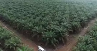 Laju Pertumbuhan Sawit Pesat, Kebun Sawit Kutim Terluas di Provinsi Kaltim