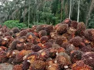 Dorong Hilirisasi, Produk Turunan Sawit Dukung Pengembangan Industri Lokal
