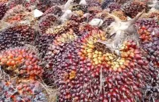 Di Long Ikis PKS Tidak Ada Berdiri Petani Terpaksa Jual TBS  ke Ramp