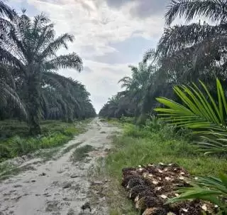 Gerakan Sporadis Perangi Penyakit Ganoderma Musuh Kelapa Sawit