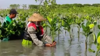 Rilis Program Mangrove Capital, LindungiHutan Bantu Perusahaan Wujudkan Keuangan Berkelanjutan