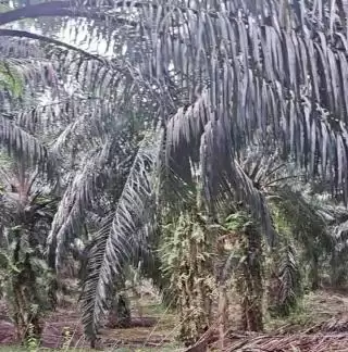 Kaum Hawa Desa Bangko Permata Diajari Bikin Sekaligus Pasarkan Produk Lidi Sawit