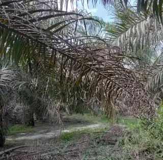 Pengembangan Biodiesel B50, DPR Dorong Peningkatan Produktivitas Sawit