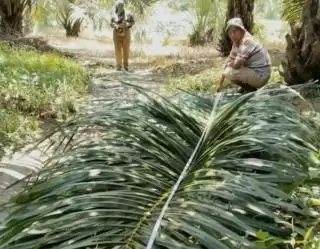 Kala Lembaga Independen Evaluasi Pertumbuhan Sawit Program PSR di Labura