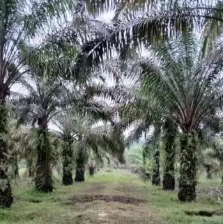 Dilaunching, SHINES Siap Bantu Petani Sawit Patuhi EUDR dan Dapatkan RSPO