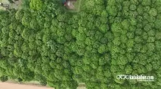 Merawat Saksi Sejarah di Kebun Tandun