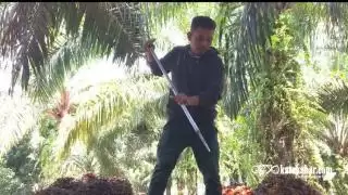 Bekas Sopir Taksi Jadi Juragan Sawit