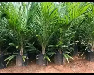 Para Petani Diminta Gunakan Bibit Sawit Bersertifikat Cegah Hama dan Penyakit