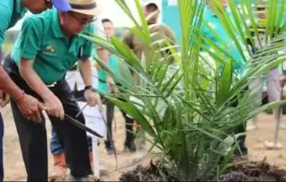 Jalur Kemitraan, Seluas 499 Hektar Kebun Sawit Koperasi Sehati Pundu Ikut PSR