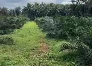 Siap-siap! Pabrik Minyak Merah Dibangun di Kembang Janggut