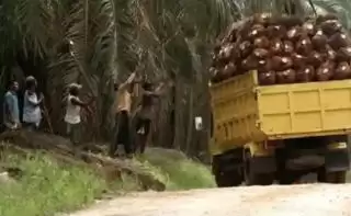 Daerah Sentra Sawit di Babel Kebut Penyelesaian RAD KSB