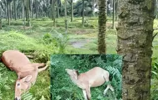 Warga Blangkahan Langkat Resah, Puluhan Ekor Lembu Mati Usai Makan Rerumputan