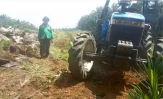 Sudah 7 Bulan Berlalu, Usulan Peremajaan Ratusan Hektar Sawit di Jambi Masih 'Abu-abu'