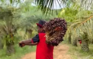 Warga Binaan Panen 1,9 Ton Sawit di Lahan Lapas Nunukan
