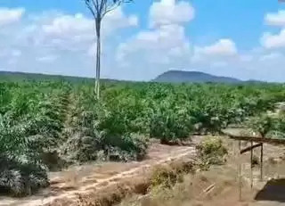 Kontrak Sudah Diteken Tapi Koperasi MMS Masih H2C Tunggu Pencairan Dana PSR