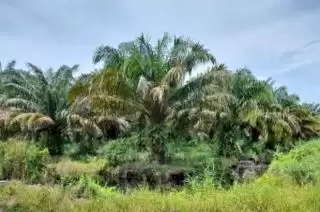 Petani Sawit Ingin Mudah Dapat Bantuan Pemerintah, Urus STDB!