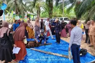 Belajar Bikin Pupuk Organik dari Limbah Sawit di Sebatik