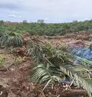 Tata Batas Masih Samar, Oknum-oknum PT BBSI Gaya Koboi Rusak Tanaman Sawit Warga