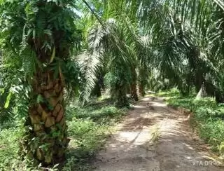 Petani Tergabung Koperasi Meskom Sejati Cuma Terima Rp200 Ribu Hasil Sawit per Bulan
