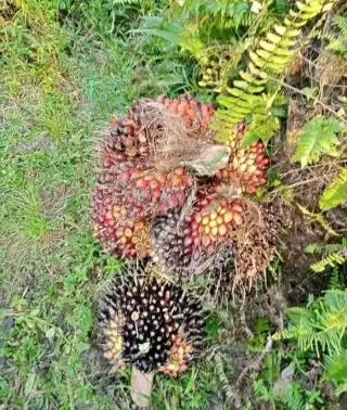 Alamak! Total 272 Perusahaan di Riau Belum Sertifikasi ISPO