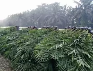 Oalah.., Pelaku Usaha Sawit Belum Ada Punya Dokumen Legalitas Lengkap di Simeulue