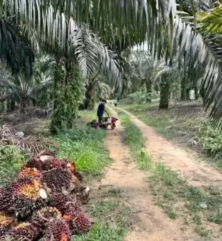 RI Menang Sengketa di WTO, Kata Guru Besar IPB Banyak Keuntungan Didapat