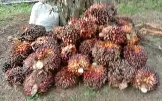 Petani Sawit Sultra Pasrah Gegara Harga Tak Memuaskan Meski Produksi Lagi Bagus