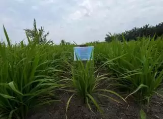Program 'Tampan' Dongkrak Pendapatan Petani Sawit