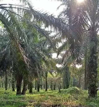 Kemitraan Berhenti, KUD Sialang Makmur Tak Lagi Nikmati Harga TBS Penetapan Resmi