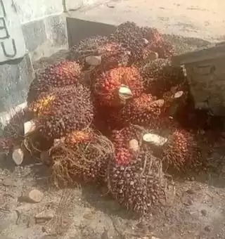 Program RAMATA Hadir Untuk Pembangunan Ekonomi Berkelanjutan di Bengkulu Utara