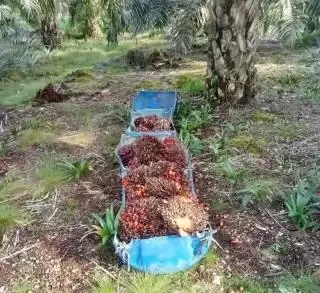 Tentang Harmonisasi Keanekaragaman Hayati dan Perkebunan Sawit