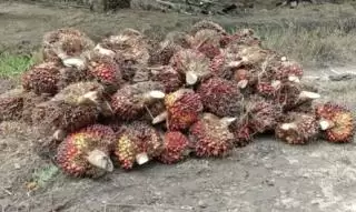 Kelapa Sawit Bukan Tanaman Rakus Air!